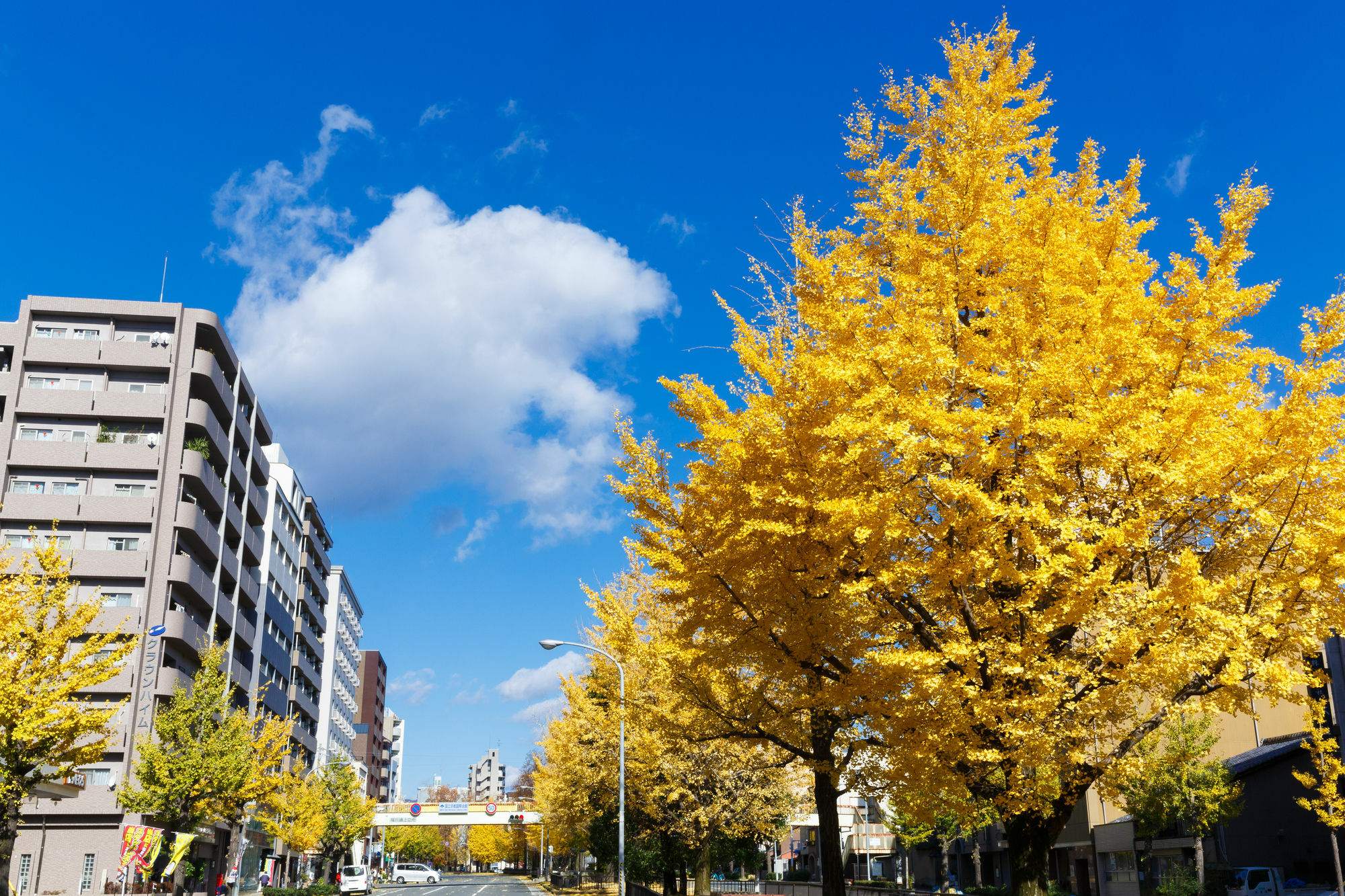Kyoto City Hotel Dış mekan fotoğraf